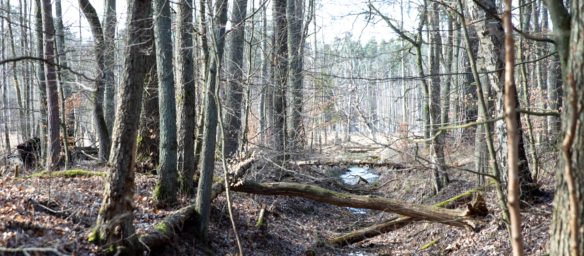 Müritz National Park partner: Volunteering in Müritz National Park | Tatarbruch