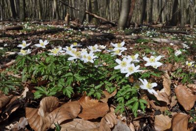 Müritz National Park | Wood anemone near the stone mill