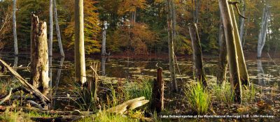 Müritz National Parl | Lake Schweingarten at the World Natural Heritage
