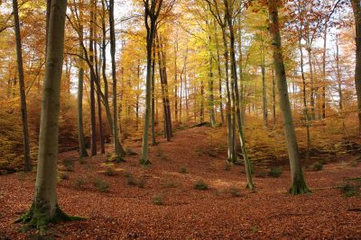 Müritz National Park | Serrahner Berge
