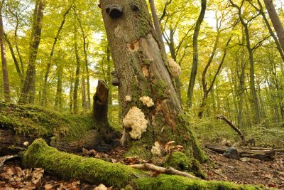 Müritz National Park | Ancient Beech Forests | World Heritage Site