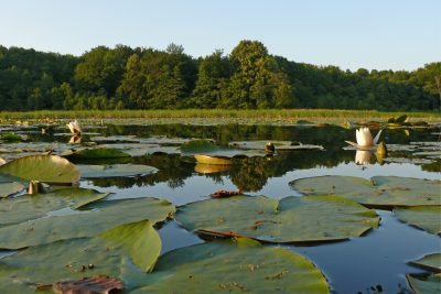 Müritz National Park | Lake Zierzsee