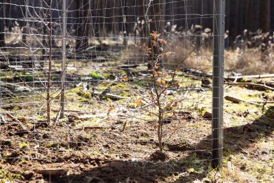Baumsetzlinge mit Schutz gegen Wildverbiss
