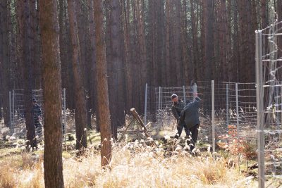 Bauminseln mit Wildverbiss