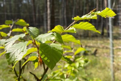 Cooperation Nossentiner/Schwinzer Heide Nature Park: The growth is very good