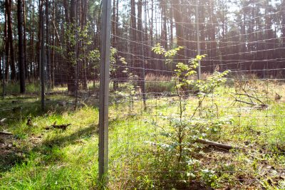Cooperation Nossentiner/Schwinzer Heide Nature Park: The young giants with protection against browsing by game