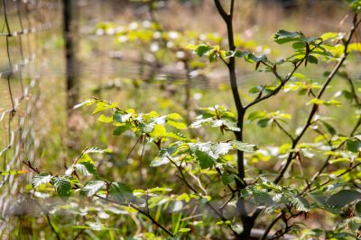 Cooperation Nossentiner/Schwinzer Heide Nature Park: Mainly beech trees were planted