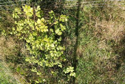 Cooperation Nossentiner/Schwinzer Heide Nature Park: Here a young giant is growing