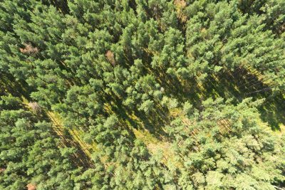Cooperation Nossentiner/Schwinzer Heide Nature Park: The small tree islands in the middle of the monotonous pine forest